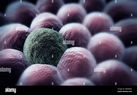 Microscopic Image Of Cells 3d Rendering Division Of Cancer Cell Stock