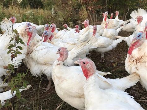 find your 2020 pasture raised thanksgiving turkey from a local farm carolina farm stewardship