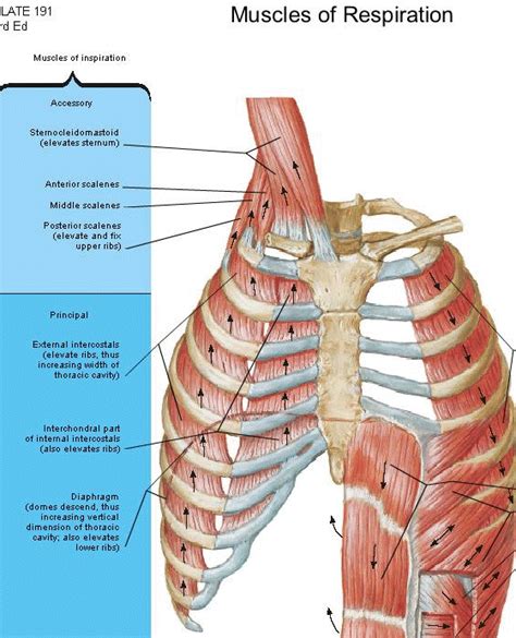 The accessory muscles come into play when respiration is forced, as in individuals with asthma. Flashcards - Voice - ASP 520 - Exam 1 - Name the 3 ...