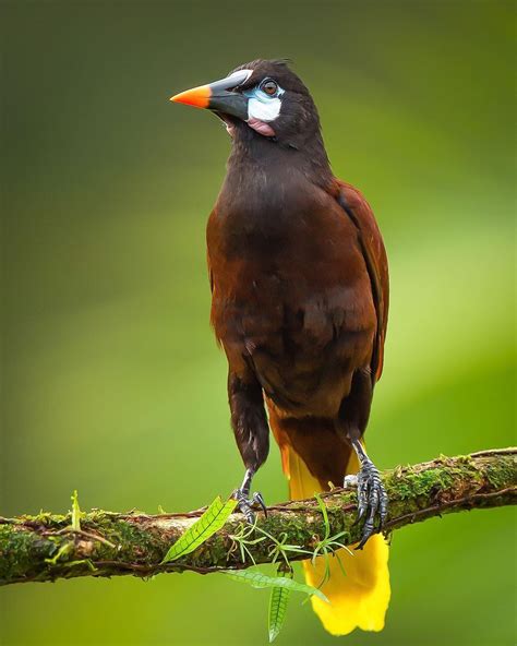 The Montezuma Oropendola Is A Incredibly Entertaining Bird To Watch