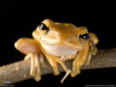 Golden Tree Frog By Joel Sartore This Critically Endangered Frog Is