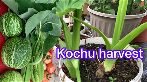 Harvesting Taro Kochu Kumra And Many Bangladeshi Varieties Vegetables