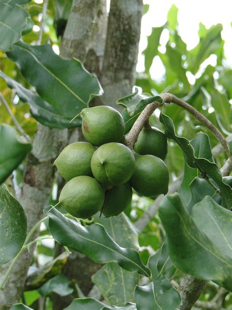 Macadamia Nut Trees For Sale Buying Growing Guide Trees Com
