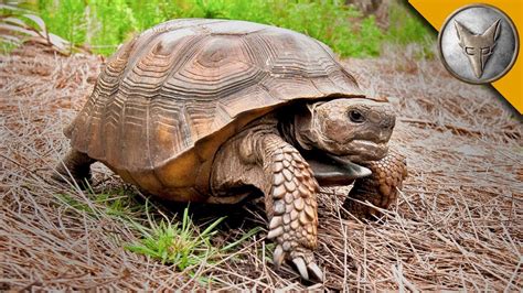 All You Need To Know About Gopher Tortoises South Florida Fishing And