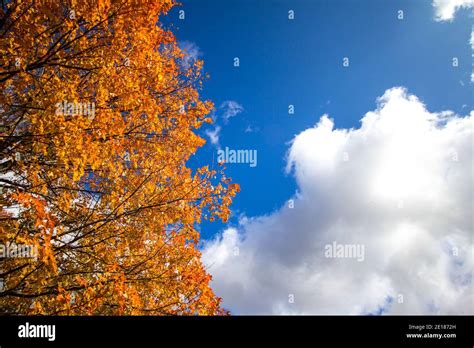 Autumn Leaves In Full Fall Foliage Set Against A Sunny Blue Sky
