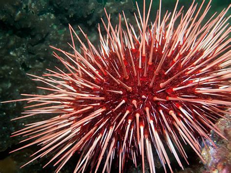 Red Sea Urchin Stock Photos Pictures And Royalty Free Images Istock