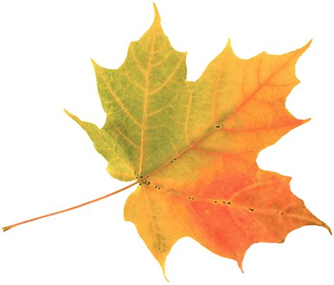 Clipart Leaves Chinar Leaf Clipart Leaves Chinar Leaf Transparent Free