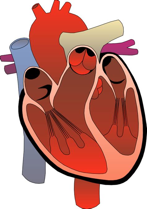 43 Heart Diagram Unlabeled Png Png Diagrams Gambaran