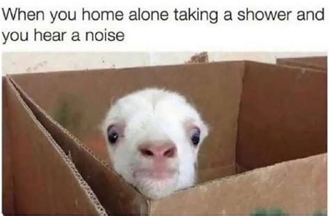 25 Of The Funniest Goat Memes So Far Let S Eat Cake