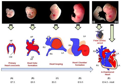Schematic Presentation Of Embryonic Cardiac Developmental Stages