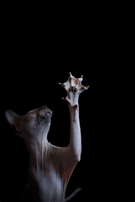 Photographer Finds The Exquisite Bald Beauty In Sphynx Cats Sphynx