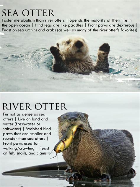 Cute Otters Holding Hands Quotes Quotesgram By Quotesgram Otters