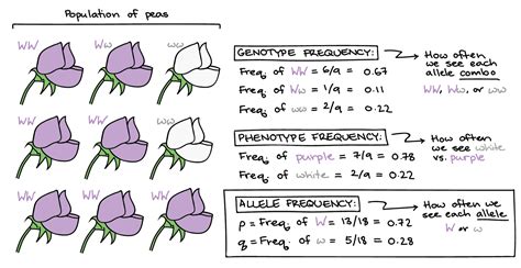 Kate waited, just as the force. whenever diploid populations are in hardy-weinberg ...