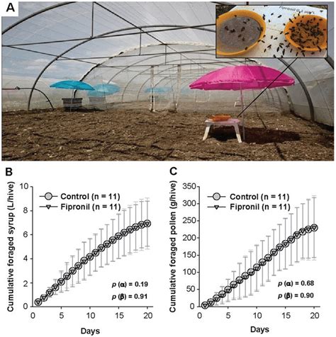 Foraging Behavior In Colonies For 20 Days From Drone Emergence To