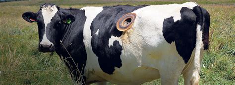 Jun 13, 2021 · vacas flacas pdf libr / pin en las vacas; FISTULA RUMINAL EN BOVINOS PDF