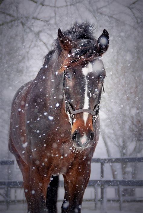 Horses Snow Winter Free Photo On Pixabay Pixabay