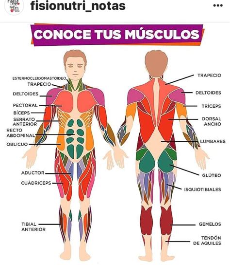 7 Ideas De Anatomia Anatomia Musculos Del Cuerpo Humano Otosection