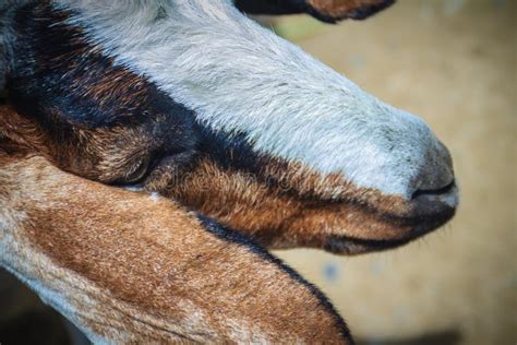 Cute Brown And White Domestic Goats Capra Aegagrus Hircus In T Stock