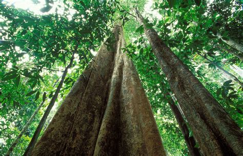 Rainforest trees are quite different from trees of temperate forests. Rainforests: Scientists concerned climate change is ...