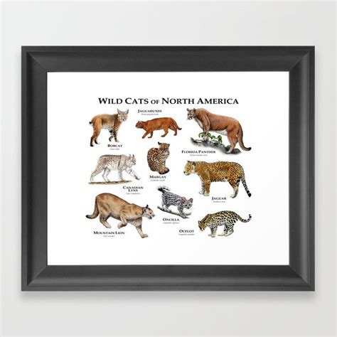 Wildcats Of North America Framed Art Print By Wildlife Art By Roger