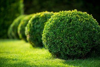 The first that probably comes to mind is making food, or energy. Can Boxwood Grow in the Shade? | Home Guides | SF Gate