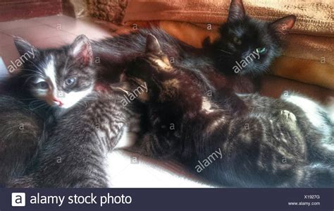Mother Cat Kittens High Resolution Stock Photography And Images Alamy