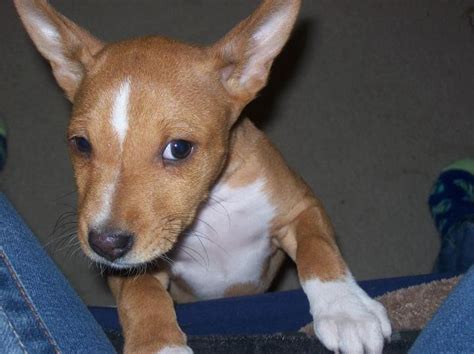 30 Top Images Basenji Puppies For Sale Ny Basenji Breeders In England