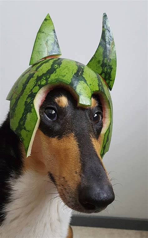 Psbattle Dog With Melon Helmet Photoshopbattles