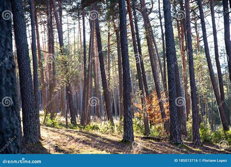 Colorfull Pine Forest In Autumn Season With Light Of Sun Stock Photo