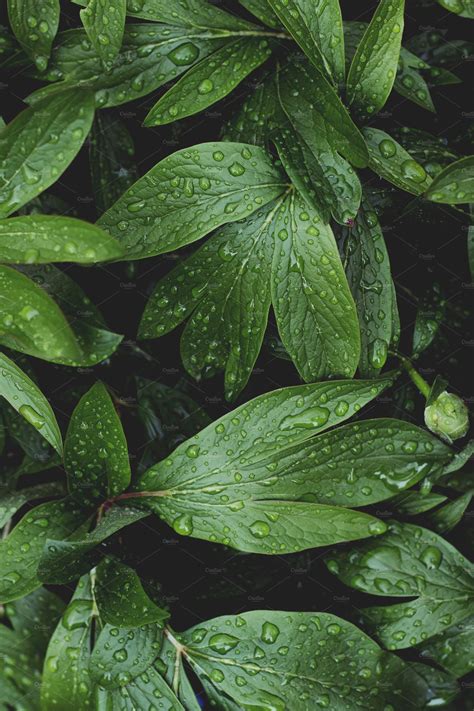 Lush Greenery With Raindrops High Quality Nature Stock Photos