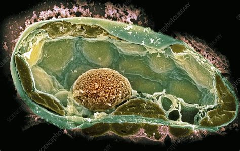 Plant Cell Sem Stock Image C0017612 Science Photo Library