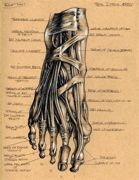 Foot Anatomy 2 By Brett Golliff Human Anatomy Art Human Anatomy