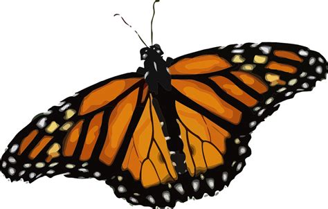 Monarch Butterfly Png Transparent Images Free Png Images