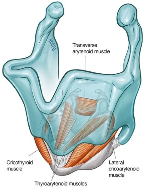 Schematic Diagram Of The Larynx Depicting The Intrinsic Laryngeal