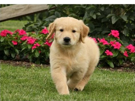 For sale, akc golden retriever puppies available august 8'th. Golden Retriever Puppies For Sale | New York, NY #259128