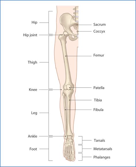 Lower Limb Bones Anatomy Samarpan Physio