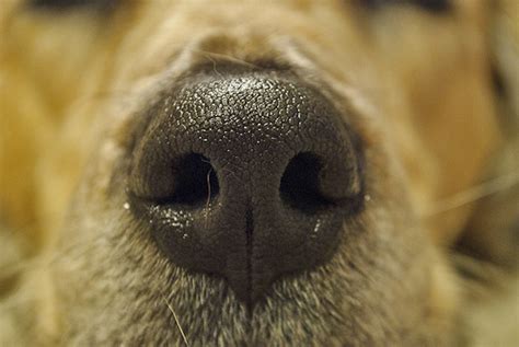 Nose Printing Of Dogs Telluride Inside And Out