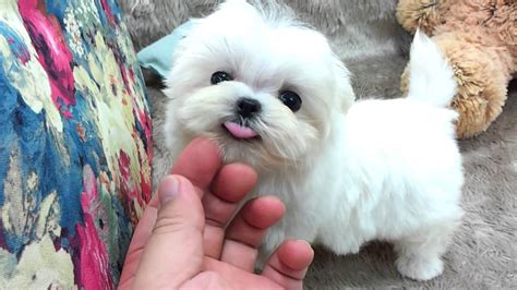 Home of teacup & toy puppies! Micro teacup Maltese puppies for sale - YouTube
