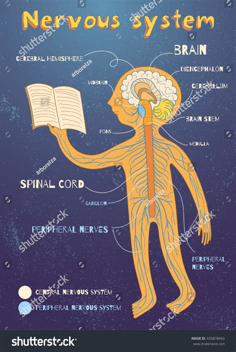 The nervous system consists of the central and the peripheral nervous system. Human Nervous System Kids Vector Color Stock Vector ...