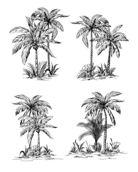 Palm Trees Sketch Set Tropical Palm Trees Set Isolated On White
