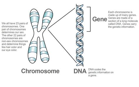 Chromosome Dna Genes Dna And Genes Chromosome Teaching Biology