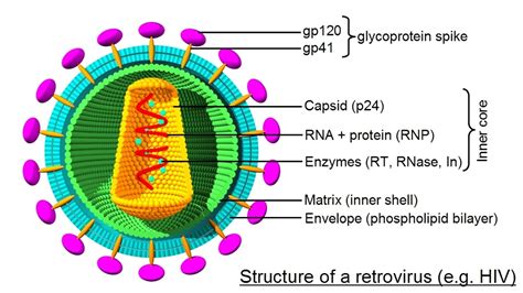 Labeled Virus Diagram 101 Diagrams