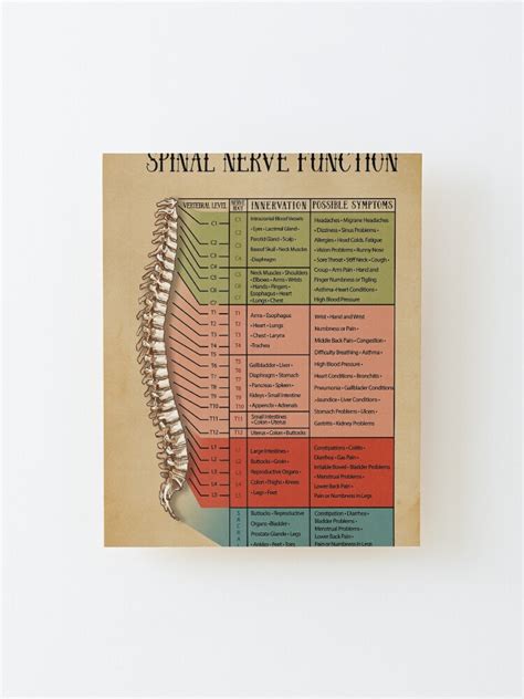Spinal Nerve Function Chart Root Chart Chiropractic Osteopathy Bowen Massage Mounted