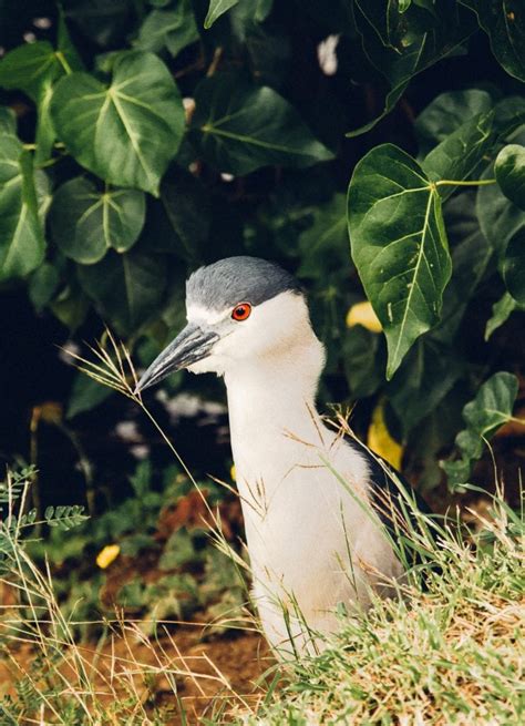Hamakua Marsh Searching For Native Hawaiian Birds In Oahu