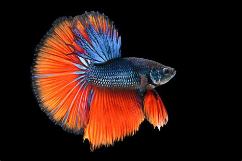 Betta Siamese Fighting Fish Underwater Tropical Psychedelic