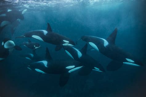 Wild Orcas Underwater Orcinus Orca Pinterest Orcas Marine Life