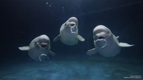 Belugas Beluga Whale Whale Animal Pictures
