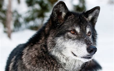 Lobo Canis Lupus Tipos De Lobos Qué Comen Dónde Viven
