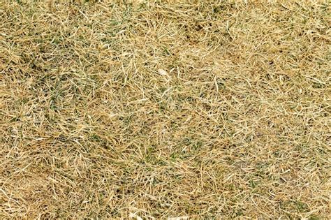Premium Photo Dry Grass Texture Background With Green Grass Texture