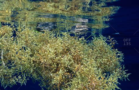 Sargasso Weed Is A Common Brown Algae Floating At The Surface Stock